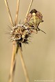 <center><font color="#FF9900">Photo arrivée en quart de finale - série numérique - au Festival International de la Photo Animalière et de Nature de Montier en Der en 2010</font color="#FF9900"></center>
<br><br>Nom anglais - Red-Legged Bug
<br><br> Punaise à pattes rouges
Carpocoris purpureipennis
Red-Legged Bug
Punaise
quart de finale
série numérique
Montier en Der 