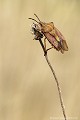 <center><font color="#FF9900">Photo arrivée en quart de finale - série numérique - au Festival International de la Photo Animalière et de Nature de Montier en Der en 2010</font color="#FF9900"></center>
<br><br>Nom anglais : Red-Legged Bug
<br><br> Punaise à pattes rouges
Carpocoris purpureipennis
Red-Legged Bug
Punaise
quart de finale
série numérique
Montier en Der 