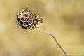 <font color="#FF9900">Photo arrivée en quart de finale - série numérique - au Festival International de la Photo Animalière et de Nature de Montier en Der en 2010</font color="#FF9900">
<br><br><br>Nom anglais : Red-Legged Bug 
<br><br> Punaise à pattes rouges
Carpocoris purpureipennis
Red-Legged Bug
Punaise
quart de finale
série numérique
Montier en Der 