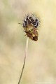 <br><br>Nom anglais : Red-Legged Bug
<br><br> Punaise à pattes rouges
Carpocoris purpureipennis
Red-Legged Bug
Punaise 