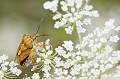 <br><br>Red-Legged Bug 
<br><br> Punaise à pattes rouges
Carpocoris purpureipennis
Red-Legged Bug 
Punaise 