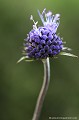 <br><br>Nom anglais : Moench 
<br>Autre nom anglais : Devil's-bit Scabious
<br><br> .Succise des prés
Succisa pratensis
Moench 
Devil's-bit Scabious 