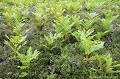 <br>Bruyère (F), Erica (L), Heath ou Heather (GB), Heidekräuter ou Heiden ou Erikas (D)
<br>Fougère ou Filicophyte (F), Filicophyta (L), Fern (GB), Farne (D)  