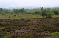 <br>La Tourbière de la Verrerie est une tourbière bombée connue et reconnue pour son patrimoine naturel, mais aussi pour faire partie de l’un des derniers plateaux ouverts des Monts de la Madeleine. Elle est située à cheval sur 2 communes, 2 départements, 2 régions et 2 sites Natura 2000. Un partenariat multiple s’est mis en place pour sa gestion depuis 1998, et en 2000, les opérateurs Natura 2000 y ont été associés. . 