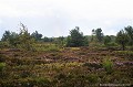 <br>Ainsi, une commune de l’Allier, une commune de la Loire, le conseil général de la Loire, l’ONF Allier, le Conservatoire Rhône-Alpes des espaces naturels (CREN) et l’APC PNRMM travaillent aujourd’hui ensemble à la gestion de cette tourbière, ou plus exactement à sa gestion par non intervention, tout en permettant au plus grand nombre de la découvrir.  