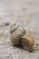 <br> <br>Autre nom français de l’Élégante striée : Cyclostome élégant
<br>Nom anglais : Round-mouthed Snail 
<br><br> Élégante striée
Cyclostome élégant
Pomatias elegans
Round-mouthed Snail 
français 