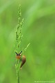 <br> <br>Autres noms français de la Grande Loche : Grande Limace rouge, Limace rouge, Arion rouge ou Loche rouge
<br>Nom anglais : Red Slug
<br>Autres noms anglais : Chocolate Arion ou European red Slug
<br>Juvénile
<br><br> Grande Loche 
Grande Limace rouge
Limace rouge
Arion rouge
Loche rouge
Arion rufus
Juvénile
Red Slug
Chocolate Arion
European red Slu 