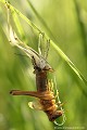 <br><br>Nom anglais : Roesel's bush-cricket
<br>Émergence d'une sauterelle Decticelle bariolée
<br><br> Decticelle bariolée
Metrioptera roeseli
Roesel's bush-cricket
Decticelle
Émergence
sauterelle
 