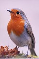 <br><br>Nom anglais du Rougegorge familier : European Robin
<br>Depuis 2008, le Rougegorge familier est inscrit (<font color="#33FF33">LC</font color="#33FF33">) sur la<a target="_blank" href="http://inpn.mnhn.fr/espece/listerouge/FR/Oiseaux_nicheurs_metropole"><font color="red"> Liste Rouge</font> des oiseaux nicheurs de France métropolitaine</a target="_blank" href="http://inpn.mnhn.fr/espece/listerouge/FR/Oiseaux_nicheurs_metropole"> et 
 sur la<a target="_blank" href="http://inpn.mnhn.fr/espece/listerouge/W"> <font color="red">Liste Rouge</font> mondiale de l'UICN </a target="_blank" href="http://inpn.mnhn.fr/espece/listerouge/W">(Union Internationale pour la Conservation de la Nature) revue en 2011.
<br><br>Le Rougegorge familier est protégé de portée :
<br><li><b>Internationale</b> :<a target="_blank" href="http://conventions.coe.int/Treaty/fr/Treaties/Html/104.htm"> <u>Convention de Berne : Annexe II</u></a target="_blank" href="http://conventions.coe.int/Treaty/fr/Treaties/Html/104.htm"> 
<br><li><b>Internationale</b> : <a target="_blank" href="http://legifrance.gouv.fr/affichTexte.do?cidTexte=JORFTEXT000021384277"><u>Oiseaux protégés - Article 3</u></a target="_blank" href="http://legifrance.gouv.fr/affichTexte.do?cidTexte=JORFTEXT000021384277">
<br><br>Photo réalisée en France, dans l'Allier (Auvergne)
<br><br> Rougegorge familier
Erithacus rubecula
European Robin
Liste Rouge
oiseaux 
nicheurs
protégé
UICN
Allier
Auvergne 