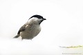 <br><br>Nom anglais de la Mésange nonnette : Marsh Tit
<br>Depuis 2008, la Mésange nonnette est inscrite (<font color="#33FF33">LC</font color="#33FF33">) sur la<a target="_blank" href="http://inpn.mnhn.fr/espece/listerouge/FR/Oiseaux_nicheurs_metropole"><font color="red"> Liste Rouge</font> des oiseaux nicheurs de France métropolitaine</a target="_blank" href="http://inpn.mnhn.fr/espece/listerouge/FR/Oiseaux_nicheurs_metropole"> et 
 sur la<a target="_blank" href="http://inpn.mnhn.fr/espece/listerouge/W"> <font color="red">Liste Rouge</font> mondiale de l'UICN </a target="_blank" href="http://inpn.mnhn.fr/espece/listerouge/W">(Union Internationale pour la Conservation de la Nature) revue en 2011.
<br><br>La Mésange nonnette est protégée de portée :
<br><li><b>Internationale</b> :<a target="_blank" href="http://conventions.coe.int/Treaty/fr/Treaties/Html/104.htm"> <u>Convention de Berne : Annexe II</u></a target="_blank" href="http://conventions.coe.int/Treaty/fr/Treaties/Html/104.htm"> 
<br><li><b>Internationale</b> : <a target="_blank" href="http://legifrance.gouv.fr/affichTexte.do?cidTexte=JORFTEXT000021384277"><u>Oiseaux protégés - Article 3</u></a target="_blank" href="http://legifrance.gouv.fr/affichTexte.do?cidTexte=JORFTEXT000021384277">
<br><br>Photo réalisée en France, dans l'Allier (Auvergne)
<br><br> Mésange nonnette
Parus palustris
Marsh Tit
Liste Rouge
protégée
Oiseaux
nicheurs
France
UICN 