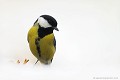 <br><br>Nom anglais de la Mésange charbonnière : Great Tit
<br>Depuis 2008, la Mésange charbonnière est inscrite (<font color="#33FF33">LC</font color="#33FF33">) sur la<a target="_blank" href="http://inpn.mnhn.fr/espece/listerouge/FR/Oiseaux_nicheurs_metropole"><font color="red"> Liste Rouge</font> des oiseaux nicheurs de France métropolitaine</a target="_blank" href="http://inpn.mnhn.fr/espece/listerouge/FR/Oiseaux_nicheurs_metropole"> et 
 sur la<a target="_blank" href="http://inpn.mnhn.fr/espece/listerouge/W"> <font color="red">Liste Rouge</font> mondiale de l'UICN </a target="_blank" href="http://inpn.mnhn.fr/espece/listerouge/W">(Union Internationale pour la Conservation de la Nature) revue en 2011.
<br><br>La Mésange charbonnière est protégée de portée :
<br><li><b>Internationale</b> :<a target="_blank" href="http://conventions.coe.int/Treaty/fr/Treaties/Html/104.htm"> <u>Convention de Berne : Annexe II</u></a target="_blank" href="http://conventions.coe.int/Treaty/fr/Treaties/Html/104.htm"> 
<br><li><b>Internationale</b> : <a target="_blank" href="http://legifrance.gouv.fr/affichTexte.do?cidTexte=JORFTEXT000021384277"><u>Oiseaux protégés - Article 3</u></a target="_blank" href="http://legifrance.gouv.fr/affichTexte.do?cidTexte=JORFTEXT000021384277">
<br><br>Photo réalisée en France, dans l'Allier (Auvergne)
<br><br> Mésange charbonnière
Parus major
Great Tit
Liste rouge
nicheur
menacée
protégée
France
Auvergne
Allier 