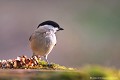 <br><br>Nom anglais de la mésange charbonnière : Marsh Tit
<br>Depuis 2008, la Mésange nonnette est inscrite (<font color="#33FF33">LC</font color="#33FF33">) sur la<a target="_blank" href="http://inpn.mnhn.fr/espece/listerouge/FR/Oiseaux_nicheurs_metropole"><font color="red"> Liste Rouge</font> des oiseaux nicheurs de France métropolitaine</a target="_blank" href="http://inpn.mnhn.fr/espece/listerouge/FR/Oiseaux_nicheurs_metropole"> et 
 sur la<a target="_blank" href="http://inpn.mnhn.fr/espece/listerouge/W"> <font color="red">Liste Rouge</font> mondiale de l'UICN </a target="_blank" href="http://inpn.mnhn.fr/espece/listerouge/W">(Union Internationale pour la Conservation de la Nature) revue en 2011.
<br><br>La Mésange nonnette est protégée de portée :
<br><li><b>Internationale</b> :<a target="_blank" href="http://conventions.coe.int/Treaty/fr/Treaties/Html/104.htm"> <u>Convention de Berne : Annexe II</u></a target="_blank" href="http://conventions.coe.int/Treaty/fr/Treaties/Html/104.htm"> 
<br><li><b>Internationale</b> : <a target="_blank" href="http://legifrance.gouv.fr/affichTexte.do?cidTexte=JORFTEXT000021384277"><u>Oiseaux protégés - Article 3</u></a target="_blank" href="http://legifrance.gouv.fr/affichTexte.do?cidTexte=JORFTEXT000021384277">
<br><br>Photo réalisée en France, dans l'Allier (Auvergne)
<br><br> Mésange nonnette
Parus palustris
Marsh Tit
Liste Rouge
protégée
Oiseaux
nicheurs
France
UICN 