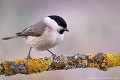 <br><br>Nom anglais de la Mésange nonnette : Marsh Tit
<br>Depuis 2008, la Mésange nonnette est inscrite (<font color="#33FF33">LC</font color="#33FF33">) sur la<a target="_blank" href="http://inpn.mnhn.fr/espece/listerouge/FR/Oiseaux_nicheurs_metropole"><font color="red"> Liste Rouge</font> des oiseaux nicheurs de France métropolitaine</a target="_blank" href="http://inpn.mnhn.fr/espece/listerouge/FR/Oiseaux_nicheurs_metropole"> et 
 sur la<a target="_blank" href="http://inpn.mnhn.fr/espece/listerouge/W"> <font color="red">Liste Rouge</font> mondiale de l'UICN </a target="_blank" href="http://inpn.mnhn.fr/espece/listerouge/W">(Union Internationale pour la Conservation de la Nature) revue en 2011.
<br><br>La Mésange nonnette est protégée de portée :
<br><li><b>Internationale</b> :<a target="_blank" href="http://conventions.coe.int/Treaty/fr/Treaties/Html/104.htm"> <u>Convention de Berne : Annexe II</u></a target="_blank" href="http://conventions.coe.int/Treaty/fr/Treaties/Html/104.htm"> 
<br><li><b>Internationale</b> : <a target="_blank" href="http://legifrance.gouv.fr/affichTexte.do?cidTexte=JORFTEXT000021384277"><u>Oiseaux protégés - Article 3</u></a target="_blank" href="http://legifrance.gouv.fr/affichTexte.do?cidTexte=JORFTEXT000021384277">
<br><br>Photo réalisée en France, dans l'Allier (Auvergne)
<br><br> Mésange nonnette
Parus palustris
Marsh Tit
Liste Rouge
protégée
Oiseaux
nicheurs
France
UICN 