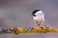 <br><br>Nom anglais de la mésange nonnette : Marsh Tit
<br>Depuis 2008, la Mésange nonnette est inscrite (<font color="#33FF33">LC</font color="#33FF33">) sur la<a target="_blank" href="http://inpn.mnhn.fr/espece/listerouge/FR/Oiseaux_nicheurs_metropole"><font color="red"> Liste Rouge</font> des oiseaux nicheurs de France métropolitaine</a target="_blank" href="http://inpn.mnhn.fr/espece/listerouge/FR/Oiseaux_nicheurs_metropole"> et 
 sur la<a target="_blank" href="http://inpn.mnhn.fr/espece/listerouge/W"> <font color="red">Liste Rouge</font> mondiale de l'UICN </a target="_blank" href="http://inpn.mnhn.fr/espece/listerouge/W">(Union Internationale pour la Conservation de la Nature) revue en 2011.
<br><br>La Mésange nonnette est protégée de portée :
<br><li><b>Internationale</b> :<a target="_blank" href="http://conventions.coe.int/Treaty/fr/Treaties/Html/104.htm"> <u>Convention de Berne : Annexe II</u></a target="_blank" href="http://conventions.coe.int/Treaty/fr/Treaties/Html/104.htm"> 
<br><li><b>Internationale</b> : <a target="_blank" href="http://legifrance.gouv.fr/affichTexte.do?cidTexte=JORFTEXT000021384277"><u>Oiseaux protégés - Article 3</u></a target="_blank" href="http://legifrance.gouv.fr/affichTexte.do?cidTexte=JORFTEXT000021384277">
<br><br>Photo réalisée en France, dans l'Allier (Auvergne)
<br><br> Mésange nonnette
Parus palustris
Marsh Tit
Liste Rouge
protégée
Oiseaux
nicheurs
France
UICN 