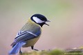 <br><br>Nom anglais de la Mésange charbonnière : Great Tit
<br>Depuis 2008, la Mésange charbonnière est inscrite (<font color="#33FF33">LC</font color="#33FF33">) sur la<a target="_blank" href="http://inpn.mnhn.fr/espece/listerouge/FR/Oiseaux_nicheurs_metropole"><font color="red"> Liste Rouge</font> des oiseaux nicheurs de France métropolitaine</a target="_blank" href="http://inpn.mnhn.fr/espece/listerouge/FR/Oiseaux_nicheurs_metropole"> et 
 sur la<a target="_blank" href="http://inpn.mnhn.fr/espece/listerouge/W"> <font color="red">Liste Rouge</font> mondiale de l'UICN </a target="_blank" href="http://inpn.mnhn.fr/espece/listerouge/W">(Union Internationale pour la Conservation de la Nature) revue en 2011.
<br><br>La Mésange charbonnière est protégée de portée :
<br><li><b>Internationale</b> :<a target="_blank" href="http://conventions.coe.int/Treaty/fr/Treaties/Html/104.htm"> <u>Convention de Berne : Annexe II</u></a target="_blank" href="http://conventions.coe.int/Treaty/fr/Treaties/Html/104.htm"> 
<br><li><b>Internationale</b> : <a target="_blank" href="http://legifrance.gouv.fr/affichTexte.do?cidTexte=JORFTEXT000021384277"><u>Oiseaux protégés - Article 3</u></a target="_blank" href="http://legifrance.gouv.fr/affichTexte.do?cidTexte=JORFTEXT000021384277">
<br><br>Photo réalisée en France, dans l'Allier (Auvergne)
<br><br> Mésange charbonnière
Parus major
Great Tit
Liste rouge
nicheur
menacée
protégée
France
Auvergne
Allier 