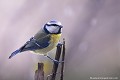 <br><br>Nom anglais de la Mésange bleue : Blue Tit
<br>La Mésange bleue se trouve sur la Liste rouge des oiseaux nicheurs de France <br><br>Depuis 2008, elle est inscrite (<font color="#33FF33">LC</font color="#33FF33">) sur la<a target="_blank" href="http://inpn.mnhn.fr/espece/listerouge/FR/Oiseaux_nicheurs_metropole"><font color="red"> Liste Rouge</font> des oiseaux nicheurs de France métropolitaine</a target="_blank" href="http://inpn.mnhn.fr/espece/listerouge/FR/Oiseaux_nicheurs_metropole"> et 
 sur la<a target="_blank" href="http://inpn.mnhn.fr/espece/listerouge/W"> <font color="red">Liste Rouge</font> mondiale de l'UICN </a target="_blank" href="http://inpn.mnhn.fr/espece/listerouge/W">(Union Internationale pour la Conservation de la Nature) revue en 2011.
<br><br>La mésange bleue est protégée de portée :
<br><li><b>Internationale</b> :<a target="_blank" href="http://conventions.coe.int/Treaty/fr/Treaties/Html/104.htm"> <u>Convention de Berne : Annexe II</u></a target="_blank" href="http://conventions.coe.int/Treaty/fr/Treaties/Html/104.htm"> 
<br><li><b>Internationale</b> : <a target="_blank" href="http://legifrance.gouv.fr/affichTexte.do?cidTexte=JORFTEXT000021384277"><u>Oiseaux protégés - Article 3</u></a target="_blank" href="http://legifrance.gouv.fr/affichTexte.do?cidTexte=JORFTEXT000021384277">
<br><br>Photo réalisée en France, dans l'Allier (Auvergne)
<br><br> Mésange bleue
Parus caeruleus
Blue Tit
oiseau
Liste rouge
nicheur
menacée
protégée
Auvergne
Allier 