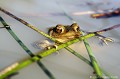 <br><br>Nom anglais : Common toad
<br>Aucun Crapaud commun ne s'occupera de sa descendance.
<br><br>Photo réalisée en France, dans l'Allier (Auvergne)
<br><br>

 Crapaud commun
crapaud
Bufo bufo
Common toad
Auvergne
Allier
Bourbon
descendance 