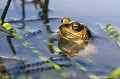 <br><br>Nom anglais : Common toad
<br>Dans un bouillonnement de vie, les œufs du Crapaud commun vont apparaître...
<br>La femelle pond de 2000 à 7000 œufs sous forme de 2 cordons gélatineux ressemblant à des chapelets que le mâle fixe aux tiges de la végétation aquatique. 
<br><br>Photo réalisée en France, dans l'Allier (Auvergne)
<br><br>

 Crapaud commun
Bufo bufo
Common toad
Auvergne
Allier
aquatique
femelle
mâle
chapelet
vie 