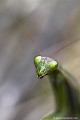 <br><br>Nom anglais : European Mantis
<br>Portrait d'une femelle
<br><br>La Mante religieuse est protégée de portée :
<br><b>Régionale</b> :
<br><a target="_blank" href="http://www.legifrance.gouv.fr/affichTexte.do?cidTexte=JORFTEXT000000728852&dateTexte="><u>Insectes en région Ile-de-France : Article 1</u></a target="_blank" href="http://www.legifrance.gouv.fr/affichTexte.do?cidTexte=JORFTEXT000000728852&dateTexte=">
<br><br>
 Mante religieuse
Mantis religiosa
European Mantis
femelle
protégée
Régionale
Insectes
 