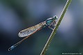 <br><br>Nom anglais : Blue-tailed Damselfly
<br><br> Agrion élégant
Ischnura elegans
Blue-tailed Damselfly
 
