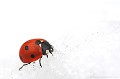 <br><br>Autres noms français : Bête à "Bon-Dieu" ou Catherine 
<br>Nom anglais : Seven-spot Ladybird
<br><br> Coccinelle à 7 points
Bête à Bon-Dieu
Coccinella septempunctata
Seven-spot Ladybird 
Catherine 