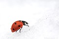 <br><br>Autres noms français : Bête à "Bon-Dieu" ou Catherine 
<br>Nom anglais : Seven-spot Ladybird
<br><br> Coccinelle à 7 points
Bête à Bon-Dieu
Coccinella septempunctata
Seven-spot Ladybird 
Catherine 