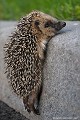 <br><br>Nom angalis du Hérisson d'Europe : European Hedgehog
<br>Autres noms français : Hérisson commun ou « hérisson » tout court
<br>Jeune hérisson orphelin de 4 semaines 
<br><br>J'ai trouvé ce jeune Hérisson d'Europe avec ses frères en pleine journée et sous une pluie battante au bord de la RCEA (Route Centre Europe Atlantique). J'ai vite compris que, privés de leur mère qui était introuvable et, trop petits, ces hérissons étaient incapables de se nourrir seuls. La faim au ventre, ils risquaient de mourir d'épuisement. Du reste, le fort trafic routier les condamnait.
<br><br>Depuis 2008, le Hérisson d'Europe est inscrit sur la Liste Rouge mondiale de l'UICN.
<br>Depuis 2009, il est également inscrit sur la Liste Rouge des mammifères continentaux de France métropolitaine. 
<br>Il est protégé :
<br>- Au niveau international par la Convention de Berne : Annexe III
<br>- Au niveau national par le Code de l'environnement : Arrêté du 23 avril 2007 - Mammifères protégés - Article 2
<br><br>Photo réalisée en France, dans l'Allier (Auvergne)
<br><br> Hérisson d'Europe
Erinaceus europaeus
European Hedgehog 
France
Auvergne
Allier
Jeune
Liste rouge
protégé 