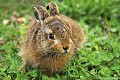 <br><br>Nom anglais du Lièvre brun : European Hare
<br>Autre nom français : Lièvre d'Europe 
<br>Levraut

<br><br>Pour des causes cynégétiques, le Lièvre brun a beaucoup régressé dans la plupart des régions jusqu'à même disparaître d'une partie de son territoire naturel. De plus, le Lièvre est très sensible à la fragmentation de celui-ci par les routes qu'il n'aime pas franchir. Si grâce à cela, le lièvre est moins vulnérable à l'écrasement par les véhicules, il l'est cependant davantage aux maladies dues à la régression, provoquée par la chasse, de ses prédateurs naturels. 
<br><br>Depuis 2008, le Lièvre brun est inscrit sur la Liste Rouge mondiale de l'UICN.
<br>Depuis 2009, le Lièvre brun est également inscrit sur la Liste Rouge des mammifères continentaux de France métropolitaine.
<br>Photo réalisée en France, dans l'Allier (Auvergne)
<br><br> Lièvre brun
Lièvre d'Europe
Lepus europaeus 
European Hare
Levraut
Liste Rouge
régression
mammifères 