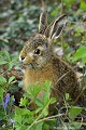 <br><br>Nom anglais du lièvre brun : European Hare
<br>Autre nom français : Lièvre d'Europe 
<br>Levraut
<br><br>Depuis 2008, le Lièvre brun est inscrit sur la Liste Rouge mondiale de l'UICN.
<br>Depuis 2009, le Lièvre brun est également inscrit sur la Liste Rouge des mammifères continentaux de France métropolitaine.
<br>Photo réalisée en France, dans l'Allier (Auvergne)
<br><br> Lièvre brun
Lièvre d'Europe
Lepus europaeus 
European Hare
Levraut
Liste Rouge
régression
mammifères 