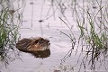 <br><br>Autre nom français du Ragondin : Castor des marais 

<br><br>Ce mammifère qui trouve ses origines en Amérique du Sud fut introduit en Europe au XIXème siècle pour la pelleterie (exploitation de sa fourrure) qui à l'époque était d'une grande valeur marchande. Précisons à ce sujet que si il n'y avait pas eu le Ragondin, le Castor serait aujourd'hui disparu. Tous les ragondins présents sur notre continent à l'heure actuelle proviennent d'évasions ou de lâchers volontaires, notamment dans les années 30,  quand la fourrure passée de mode provoqua la faillite des éleveurs.
<br>Bien que le Ragondin ait su parfaitement s'acclimater, le froid reste un facteur limitant. Les hivers rigoureux comme ceux de ces dernières années lui sont souvent fatals. D'origine tropicale, son organisme n'est pas adapté au gel comme peut l'être celui du castor et nombre d'entre eux ont la queue qui gèle et dégénère en gangrène mortelle.
<br>En France comme dans d'autres pays d'Europe où aucune mesure n’a été prise à temps pour endiguer son installation, le Ragondin est considéré comme nuisible. Cependant, il est prouvé que lorsque sa densité n'est pas trop importante, cette espèce joue un rôle positif dans l’entretien de la végétation des marais (roseaux, lentilles d’eau), et alors les quelques dégâts qu'il occasionne peuvent être  supportables en adoptant des mesures préventives.
<br><br>Depuis 2009, le Ragondin est inscrit sur la Liste rouge des mammifères continentaux de France métropolitaine parmi les espèces préoccupantes mineures.
<br><br>Juvénile
<br>Photo réalisée en France, dans l'Allier (Auvergne)
 Ragondin
Myocastor coypus
Coypu
Castor des marais
mammifère
Amérique du Sud
Europe
pelleterie
fourrure
lâchers
nuisible
Liste rouge
Juvénile
France
Allier 
Auvergne
 