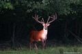 <br><br>Depuis 2008, le Cerf élaphe est inscrit sur la Liste rouge mondiale de l'UICN 
<br>Depuis 2009, il est également inscrit sur la Liste rouge des mammifères continentaux de France métropolitaine. En Corse, il est en Danger d'extinction : EN (D)
<br>Il est protégé : 
<br>- Au niveau Communautaire par la Directive Habitats-Faune-Flore : Annexes II et IV
<br>- Au niveau international par la Convention de Berne : Annexes II et III
<br><br>Cerf en lisière de forêt<br>Photo réalisée en France, dans l'Allier (Auvergne)
 Cerf élaphe
Cervus elaphus
Red deer
Liste rouge
mammifères
protégé
forêt
France
Allier
Auvergne 