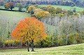 <font face="verdana"><font size="2"><b><center>dans le bocage bourbonnais</font face=" verdana"></font></b></center><br>
<br><br>Nom anglais du Cerisier des oiseaux : Wild Cherry
<br>Autres noms français : Merisier, Cerisier sauvage ou Cerisier des bois
<br><br>Photo réalisée en France, dans l'Allier (Auvergne)<br><br> Cerisier des oiseaux
Prunus avium
Wild Cherry
Merisier
Cerisier sauvage
Cerisier des bois
France 
Auvergne 
Allier
bocage bourbonnais
 