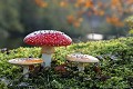 <br>Nom anglais de ce champignon : Fly Agaric ou Fly Amanita 
<br><br> Amanites tue-mouches
Amanita muscaria
Amanites
Fly Agaric
Fly Amanita 
champignon
mouches
tue-mouches 