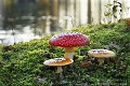 <br>Nom anglais de ce champignon : Fly Agaric ou Fly Amanita 
<br><br> Amanites tue-mouches
Amanita muscaria
Amanites
Fly Agaric
Fly Amanita 
champignon
mouches
tue-mouches 