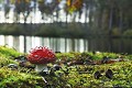 <br>Nom anglais de ce champignon : Fly Agaric ou Fly Amanita 
<br><br> Amanites tue-mouches
Amanita muscaria
Amanites
Fly Agaric
Fly Amanita 
champignon
mouches
tue-mouches 