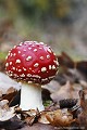 <br>Nom anglais de ce champignon : Fly Agaric ou Fly Amanita 
<br><br> Amanites tue-mouches
Amanita muscaria
Amanites
Fly Agaric
Fly Amanita 
champignon
mouches
tue-mouches 