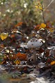 <br>(<br>Autre nom français de ce champignon : Petite coulemelle
<br><br> Lépiote excoriée
Macrolepiota excoriata
Petite coulemelle
champignon
français 