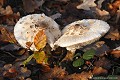 <br><br>Autre nom français de ce champignon : Petite coulemelle
<br><br> Lépiote excoriée 
Macrolepiota excoriata
Petite coulemelle
champignon
français 