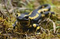 <br><br>Autres noms français : Salamandre terrestre, Salamandre commune ou Salamandre de feu.
<br>Nom anglais : Fire Salamander
<br><br>Contrairement à ce que raconte la légende, la Salamandre ne traverse pas le feu. D'ailleurs, sa peau est si fragile qu'elle recherche plutôt la fraicheur des sous bois humides et commence à sortir le plus souvent en soirée. A cet effet, ses grands yeux noirs sont adaptés à une vision nocturne et crépusculaire. Son long corps également noir,  possède des taches jaunes disposées en lignes, et propres à chaque individu. Ces taches constituent sa carte d'identité.
<br>En Europe, ce joli et fascinant urodèle (amphibien avec une queue à l'état adulte) est en régression constante depuis au moins un siècle. Les principales causes sont  : le recul des zones humides intra et périforestière par comblement ou drainage, la contamination de son environnement par les pesticides (elle est notamment sensible aux insecticides qui peuvent la tuer ainsi que ses larves, une faible dose étant suffitante), et la fragmentation écopaysagère en général et celle des forêts par les routes en particulier.
<br><br>La Salamandre tachetée est protégée en France. Elle est classée comme "vulnérable" dans le Livre rouge des amphibiens de France.
Cette espèce est protégée de portée : 
<br><br><li><b>Internationale</b> : <a target="_blank" href="http://conventions.coe.int/Treaty/fr/Treaties/Html/104.htm"><u>Convention de Berne : Annexe III</u></a target="_blank" href="http://conventions.coe.int/Treaty/fr/Treaties/Html/104.htm">
<li><b>Nationale</b> :  <a target="_blank" href="http://legifrance.gouv.fr/affichTexte.do?cidTexte=JORFTEXT000017876248"><u>Amphibiens et Reptiles protégés : Article 3</u></a target="_blank" href="http://legifrance.gouv.fr/affichTexte.do?cidTexte=JORFTEXT000017876248">
<br><br>Photo réalisée en France, dans l'Allier (Auvergne)
<br><br> Salamandre tachetée
Salamandra salamandra 
nocturne
Allier 
Auvergne
urodèle
amphibien
protégée
vulnérable
pluie 