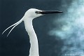 <br><br>Nom anglais : Little Egret
<br>L'Aigrette garzette est parfois appelée Héron blanc
<br><br>Depuis 2008, l'Aigrette garzette est inscrite (<font color="#33FF33">LC</font color="#33FF33">) sur la<a target="_blank" href="http://inpn.mnhn.fr/espece/listerouge/FR/Oiseaux_nicheurs_metropole"><font color="red"> Liste rouge</font> des oiseaux nicheurs de France métropolitaine</a target="_blank" href="http://inpn.mnhn.fr/espece/listerouge/FR/Oiseaux_nicheurs_metropole"> et 
 sur la<a target="_blank" href="http://inpn.mnhn.fr/espece/listerouge/W"> <font color="red">Liste rouge</font> mondiale de l'UICN </a target="_blank" href="http://inpn.mnhn.fr/espece/listerouge/W">(Union Internationale pour la Conservation de la Nature) revue en 2011.
<br><br>L'Aigrette garzette est protégée de portée :
<br><li><b>Communautaire</b> : <a target="_blank" href="http://eur-lex.europa.eu/LexUriServ/LexUriServ.do?uri=OJ:L:2009:123:0003:0061:FR:PDF"><u>Règlement communautaire CITES : Annexe A</u></a target="_blank" href="http://eur-lex.europa.eu/LexUriServ/LexUriServ.do?uri=OJ:L:2009:123:0003:0061:FR:PDF"> et <a target="_blank" href="http://eur-lex.europa.eu/LexUriServ/LexUriServ.do?uri=OJ:L:1979:103:0001:005:FR:HTML"><u>Directive Oiseaux : Annexe I</u><a target="_blank" href="http://eur-lex.europa.eu/LexUriServ/LexUriServ.do?uri=OJ:L:1979:103:0001:005:FR:HTML">
<br><li><b>Internationale</b> :<a target="_blank" href="http://conventions.coe.int/Treaty/fr/Treaties/Html/104.htm"> <u>Convention de Berne : Annexe II</u></a target="_blank" href="http://conventions.coe.int/Treaty/fr/Treaties/Html/104.htm"> et <a target="_blank" href="http://www.unep-aewa.org/documents/index.htm"><u>Convention de Bonn : Accord AEWA [1999]</u></a target="_blank" href="http://www.unep-aewa.org/documents/index.htm">
<br><li><b>Internationale</b> : <a target="_blank" href="http://legifrance.gouv.fr/affichTexte.do?cidTexte=JORFTEXT000021384277"><u>Oiseaux protégés - Article 3</u></a target="_blank" href="http://legifrance.gouv.fr/affichTexte.do?cidTexte=JORFTEXT000021384277">
<br><br>Photo réalisée en France, dans l'Allier (Auvergne)
<br><br> Aigrette garzette
Egretta garzetta
Little Egret
Héron blanc
Héron
Liste rouge
oiseaux
nicheurs
France
UICN 