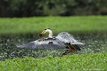 <br><br>Nom anglais : Grey Heron
<br><br>Depuis 2008, le Héron cendré est inscrit (<font color="#33FF33">LC</font color="#33FF33">) sur la<a target="_blank" href="http://inpn.mnhn.fr/espece/listerouge/FR/Oiseaux_nicheurs_metropole"><font color="red"> Liste rouge</font> des oiseaux nicheurs de France métropolitaine</a target="_blank" href="http://inpn.mnhn.fr/espece/listerouge/FR/Oiseaux_nicheurs_metropole"> et 
 sur la<a target="_blank" href="http://inpn.mnhn.fr/espece/listerouge/W"> <font color="red">Liste rouge</font> mondiale de l'UICN </a target="_blank" href="http://inpn.mnhn.fr/espece/listerouge/W">(Union Internationale pour la Conservation de la Nature) revue en 2011.
<br><br>Le Héron cendré est protégé de portée :
<br><li><b>Internationale</b> :<a target="_blank" href="http://conventions.coe.int/Treaty/fr/Treaties/Html/104.htm"> <u>Convention de Berne : Annexe III</u></a target="_blank" href="http://conventions.coe.int/Treaty/fr/Treaties/Html/104.htm">, <a target="_blank" href="http://www.unep-aewa.org/documents/index.htm"><u>Convention de Bonn : Accord AEWA [1999]</u></a target="_blank" href="http://www.unep-aewa.org/documents/index.htm">
<br><li><b>Internationale</b> : <a target="_blank" href="http://legifrance.gouv.fr/affichTexte.do?cidTexte=JORFTEXT000021384277"><u>Oiseaux protégés - Article 3</u></a target="_blank" href="http://legifrance.gouv.fr/affichTexte.do?cidTexte=JORFTEXT000021384277">
<br><br>Photo réalisée en France, dans l'Allier (Auvergne)
<br><br> Héron cendré
Ardea cinerea
Grey Heron
Héron
Liste rouge
oiseaux
nicheurs
UICN
France 