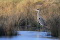 <br><br>Nom anglais : Grey Heron
<br><br>Depuis 2008, le Héron cendré est inscrit (<font color="#33FF33">LC</font color="#33FF33">) sur la<a target="_blank" href="http://inpn.mnhn.fr/espece/listerouge/FR/Oiseaux_nicheurs_metropole"><font color="red"> Liste rouge</font> des oiseaux nicheurs de France métropolitaine</a target="_blank" href="http://inpn.mnhn.fr/espece/listerouge/FR/Oiseaux_nicheurs_metropole"> et 
 sur la<a target="_blank" href="http://inpn.mnhn.fr/espece/listerouge/W"> <font color="red">Liste rouge</font> mondiale de l'UICN </a target="_blank" href="http://inpn.mnhn.fr/espece/listerouge/W">(Union Internationale pour la Conservation de la Nature) revue en 2011.
<br><br>Le Héron cendré est protégé de portée :
<br><li><b>Internationale</b> :<a target="_blank" href="http://conventions.coe.int/Treaty/fr/Treaties/Html/104.htm"> <u>Convention de Berne : Annexe III</u></a target="_blank" href="http://conventions.coe.int/Treaty/fr/Treaties/Html/104.htm">, <a target="_blank" href="http://www.unep-aewa.org/documents/index.htm"><u>Convention de Bonn : Accord AEWA [1999]</u></a target="_blank" href="http://www.unep-aewa.org/documents/index.htm">
<br><li><b>Internationale</b> : <a target="_blank" href="http://legifrance.gouv.fr/affichTexte.do?cidTexte=JORFTEXT000021384277"><u>Oiseaux protégés - Article 3</u></a target="_blank" href="http://legifrance.gouv.fr/affichTexte.do?cidTexte=JORFTEXT000021384277">
<br><br>Photo réalisée en France, dans l'Allier (Auvergne)
<br><br> Héron cendré
Ardea cinerea
Grey Heron
Héron
Liste rouge
oiseaux
nicheurs
UICN
France 