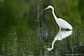<br><br>Noms anglais de la Grande aigrette : Great Egret, Great White Egret, Common Egret, ou Great White Heron
<br><br>Depuis 2008, la Grande aigrette est inscrite comme espèce<font color= "#FFEFD5"> Quasi menacée</font color= "#FFEFD5"> (<font color= "#FFEFD5">NT</font color= "#FFEFD5">) sur la<a target="_blank" href="http://inpn.mnhn.fr/espece/listerouge/FR/Oiseaux_nicheurs_metropole"><font color="red"> Liste rouge</font> des oiseaux nicheurs de France métropolitaine</a target="_blank" href="http://inpn.mnhn.fr/espece/listerouge/FR/Oiseaux_nicheurs_metropole"> et 
(<font color="#33FF33">LC</font color="#33FF33">) sur la<a target="_blank" href="http://inpn.mnhn.fr/espece/listerouge/W"> <font color="red">Liste rouge</font> mondiale de l'UICN </a target="_blank" href="http://inpn.mnhn.fr/espece/listerouge/W">(Union Internationale pour la Conservation de la Nature) revue en 2011.
<br><br>La Grande aigrette est protégée de portée : 
<br><li><b>Communautaire</b> : <a target="_blank" href="http://eur-lex.europa.eu/LexUriServ/LexUriServ.do?uri=OJ:L:1979:103:0001:005:FR:HTML"><u>Directive Oiseaux : Annexe I</u></a target="_blank" href="http://eur-lex.europa.eu/LexUriServ/LexUriServ.do?uri=OJ:L:1979:103:0001:005:FR:HTML"> et <u><a target="_blank" href="http://eur-lex.europa.eu/LexUriServ/LexUriServ.do?uri=OJ:L:2009:123:0003:0061:FR:PDF">Règlement communautaire CITES : Annexe A</u></a target="_blank" href="http://eur-lex.europa.eu/LexUriServ/LexUriServ.do?uri=OJ:L:2009:123:0003:0061:FR:PDF">
<br><li><b>Internationale</b> : <a target="_blank" href="http://conventions.coe.int/Treaty/fr/Treaties/Html/104.htm"><u>Convention de Berne : Annexe II</u></a target="_blank" href="http://conventions.coe.int/Treaty/fr/Treaties/Html/104.htm"> et <a target="_blank" href="http://www.cms.int/documents/convtxt/cms_convtxt_french.pdf"><u>Convention de Bonn : Accord AEWA [1999]</u></a target="_blank" href="http://www.cms.int/documents/convtxt/cms_convtxt_french.pdf">
<br><li><b>Internationale</b> : <a target="_blank" href="http://legifrance.gouv.fr/affichTexte.do?cidTexte=JORFTEXT000021384277"><u>Oiseaux protégés : Article 3</u></a target="_blank" href="http://legifrance.gouv.fr/affichTexte.do?cidTexte=JORFTEXT000021384277">
<br><br>Photo réalisée en France, dans l'Allier (Auvergne)
<br><br> Grande aigrette
Ardea alba
Great Egret
Quasi menacée
oiseaux
nicheurs
Liste rouge
France
protégée
UICN
 