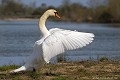 <br><br>Autre nom français du Cygne tuberculé : Cygne muet
<br>Nom anglais : Mute Swan
<br>Femelle
<br><br>Depuis 2008, le Cygne tuberculé est inscrit (<font color= "#778899">NA</font color= "#778899">) sur la<a target="_blank" href="http://inpn.mnhn.fr/espece/listerouge/FR/Oiseaux_nicheurs_metropole"><font color="red"> Liste rouge</font> des oiseaux nicheurs de France métropolitaine</a target="_blank" href="http://inpn.mnhn.fr/espece/listerouge/FR/Oiseaux_nicheurs_metropole"> et (<font color="#33FF33">LC</font color="#33FF33">) sur la<a target="_blank" href="http://inpn.mnhn.fr/espece/listerouge/W"> <font color="red">Liste rouge</font> mondiale de l'UICN </a target="_blank" href="http://inpn.mnhn.fr/espece/listerouge/W">(Union Internationale pour la Conservation de la Nature) revue en 2011.
<br><br>Le Cygne tuberculé est protégé de portée :
<br><li><b>Communautaire</b> :<a target="_blank" href="http://eur-lex.europa.eu/LexUriServ/LexUriServ.do?uri=OJ:L:1979:103:0001:005:FR:HTML"><u> Directive Oiseaux : Annexe II/2</u></a target="_blank" href="http://eur-lex.europa.eu/LexUriServ/LexUriServ.do?uri=OJ:L:1979:103:0001:005:FR:HTML">
<br><li><b>Internationale</b> :<a target="_blank" href="http://conventions.coe.int/Treaty/fr/Treaties/Html/104.htm"> <u>Convention de Berne : Annexe III</u></a target="_blank" href="http://conventions.coe.int/Treaty/fr/Treaties/Html/104.htm">, <u> <a target="_blank" href="http://www.cms.int/documents/convtxt/cms_convtxt_french.pdf">Convention de Bonn : Annexe II </u></a target="_blank" href="http://www.cms.int/documents/convtxt/cms_convtxt_french.pdf"> et<a target="_blank" href="http://www.unep-aewa.org/documents/index.htm"> <u>Accord AEWA [1999]</u></a target="_blank" href="http://www.unep-aewa.org/documents/index.htm">
<br><li><b>Internationale</b> : <a target="_blank" href="http://legifrance.gouv.fr/affichTexte.do?cidTexte=JORFTEXT000021384277"><u>Oiseaux protégés - Article 3</u></a target="_blank" href="http://legifrance.gouv.fr/affichTexte.do?cidTexte=JORFTEXT000021384277">
<br><br>Photo réalisée en France, dans l'Allier (Auvergne)
<br><br> Cygne tuberculé
Cygne muet
Cygnus olor 
Mute Swan
Femelle
oiseaux
nicheurs
protégé
France
Liste rouge 