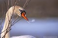<br><br>Autre nom français du Cygne tuberculé : Cygne muet
<br>Nom anglais : Mute Swan
<br>Femelle
<br><br>Depuis 2008, le Cygne tuberculé est inscrit (<font color= "#778899">NA</font color= "#778899">) sur la<a target="_blank" href="http://inpn.mnhn.fr/espece/listerouge/FR/Oiseaux_nicheurs_metropole"><font color="red"> Liste rouge</font> des oiseaux nicheurs de France métropolitaine</a target="_blank" href="http://inpn.mnhn.fr/espece/listerouge/FR/Oiseaux_nicheurs_metropole"> et (<font color="#33FF33">LC</font color="#33FF33">) sur la<a target="_blank" href="http://inpn.mnhn.fr/espece/listerouge/W"> <font color="red">Liste rouge</font> mondiale de l'UICN </a target="_blank" href="http://inpn.mnhn.fr/espece/listerouge/W">(Union Internationale pour la Conservation de la Nature) revue en 2011.
<br><br>Le Cygne tuberculé est protégé de portée :
<br><li><b>Communautaire</b> :<a target="_blank" href="http://eur-lex.europa.eu/LexUriServ/LexUriServ.do?uri=OJ:L:1979:103:0001:005:FR:HTML"><u> Directive Oiseaux : Annexe II/2</u></a target="_blank" href="http://eur-lex.europa.eu/LexUriServ/LexUriServ.do?uri=OJ:L:1979:103:0001:005:FR:HTML">
<br><li><b>Internationale</b> :<a target="_blank" href="http://conventions.coe.int/Treaty/fr/Treaties/Html/104.htm"> <u>Convention de Berne : Annexe III</u></a target="_blank" href="http://conventions.coe.int/Treaty/fr/Treaties/Html/104.htm">, <u> <a target="_blank" href="http://www.cms.int/documents/convtxt/cms_convtxt_french.pdf">Convention de Bonn : Annexe II </u></a target="_blank" href="http://www.cms.int/documents/convtxt/cms_convtxt_french.pdf"> et<a target="_blank" href="http://www.unep-aewa.org/documents/index.htm"> <u>Accord AEWA [1999]</u></a target="_blank" href="http://www.unep-aewa.org/documents/index.htm">
<br><li><b>Internationale</b> : <a target="_blank" href="http://legifrance.gouv.fr/affichTexte.do?cidTexte=JORFTEXT000021384277"><u>Oiseaux protégés - Article 3</u></a target="_blank" href="http://legifrance.gouv.fr/affichTexte.do?cidTexte=JORFTEXT000021384277">
<br><br>Photo réalisée en France, dans l'Allier (Auvergne)
<br><br> Cygne tuberculé
Cygne muet
Cygnus olor 
Mute Swan
Femelle
oiseaux
nicheurs
protégé
France
Liste rouge 