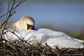 <br><br>Autre nom français du Cygne tuberculé : Cygne muet
<br>Nom anglais : Mute Swan
<br>Femelle
<br><br>Depuis 2008, le Cygne tuberculé est inscrit (<font color= "#778899">NA</font color= "#778899">) sur la<a target="_blank" href="http://inpn.mnhn.fr/espece/listerouge/FR/Oiseaux_nicheurs_metropole"><font color="red"> Liste rouge</font> des oiseaux nicheurs de France métropolitaine</a target="_blank" href="http://inpn.mnhn.fr/espece/listerouge/FR/Oiseaux_nicheurs_metropole"> et (<font color="#33FF33">LC</font color="#33FF33">) sur la<a target="_blank" href="http://inpn.mnhn.fr/espece/listerouge/W"> <font color="red">Liste rouge</font> mondiale de l'UICN </a target="_blank" href="http://inpn.mnhn.fr/espece/listerouge/W">(Union Internationale pour la Conservation de la Nature) revue en 2011.
<br><br>Le Cygne tuberculé est protégé de portée :
<br><li><b>Communautaire</b> :<a target="_blank" href="http://eur-lex.europa.eu/LexUriServ/LexUriServ.do?uri=OJ:L:1979:103:0001:005:FR:HTML"><u> Directive Oiseaux : Annexe II/2</u></a target="_blank" href="http://eur-lex.europa.eu/LexUriServ/LexUriServ.do?uri=OJ:L:1979:103:0001:005:FR:HTML">
<br><li><b>Internationale</b> :<a target="_blank" href="http://conventions.coe.int/Treaty/fr/Treaties/Html/104.htm"> <u>Convention de Berne : Annexe III</u></a target="_blank" href="http://conventions.coe.int/Treaty/fr/Treaties/Html/104.htm">, <u> <a target="_blank" href="http://www.cms.int/documents/convtxt/cms_convtxt_french.pdf">Convention de Bonn : Annexe II </u></a target="_blank" href="http://www.cms.int/documents/convtxt/cms_convtxt_french.pdf"> et<a target="_blank" href="http://www.unep-aewa.org/documents/index.htm"> <u>Accord AEWA [1999]</u></a target="_blank" href="http://www.unep-aewa.org/documents/index.htm">
<br><li><b>Internationale</b> : <a target="_blank" href="http://legifrance.gouv.fr/affichTexte.do?cidTexte=JORFTEXT000021384277"><u>Oiseaux protégés - Article 3</u></a target="_blank" href="http://legifrance.gouv.fr/affichTexte.do?cidTexte=JORFTEXT000021384277">
<br><br>Photo réalisée en France, dans l'Allier (Auvergne)
<br><br> Cygne tuberculé
Cygne muet
Cygnus olor 
Mute Swan
Femelle
oiseaux
nicheurs
protégé
France
Liste rouge 
