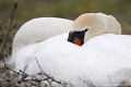 <br><br>Autre nom français du Cygne tuberculé : Cygne muet
<br>Nom anglais : Mute Swan
<br>Femelle
<br><br>Depuis 2008, le Cygne tuberculé est inscrit (<font color= "#778899">NA</font color= "#778899">) sur la<a target="_blank" href="http://inpn.mnhn.fr/espece/listerouge/FR/Oiseaux_nicheurs_metropole"><font color="red"> Liste rouge</font> des oiseaux nicheurs de France métropolitaine</a target="_blank" href="http://inpn.mnhn.fr/espece/listerouge/FR/Oiseaux_nicheurs_metropole"> et (<font color="#33FF33">LC</font color="#33FF33">) sur la<a target="_blank" href="http://inpn.mnhn.fr/espece/listerouge/W"> <font color="red">Liste rouge</font> mondiale de l'UICN </a target="_blank" href="http://inpn.mnhn.fr/espece/listerouge/W">(Union Internationale pour la Conservation de la Nature) revue en 2011.
<br><br>Le Cygne tuberculé est protégé de portée :
<br><li><b>Communautaire</b> :<a target="_blank" href="http://eur-lex.europa.eu/LexUriServ/LexUriServ.do?uri=OJ:L:1979:103:0001:005:FR:HTML"><u> Directive Oiseaux : Annexe II/2</u></a target="_blank" href="http://eur-lex.europa.eu/LexUriServ/LexUriServ.do?uri=OJ:L:1979:103:0001:005:FR:HTML">
<br><li><b>Internationale</b> :<a target="_blank" href="http://conventions.coe.int/Treaty/fr/Treaties/Html/104.htm"> <u>Convention de Berne : Annexe III</u></a target="_blank" href="http://conventions.coe.int/Treaty/fr/Treaties/Html/104.htm">, <u> <a target="_blank" href="http://www.cms.int/documents/convtxt/cms_convtxt_french.pdf">Convention de Bonn : Annexe II </u></a target="_blank" href="http://www.cms.int/documents/convtxt/cms_convtxt_french.pdf"> et<a target="_blank" href="http://www.unep-aewa.org/documents/index.htm"> <u>Accord AEWA [1999]</u></a target="_blank" href="http://www.unep-aewa.org/documents/index.htm">
<br><li><b>Internationale</b> : <a target="_blank" href="http://legifrance.gouv.fr/affichTexte.do?cidTexte=JORFTEXT000021384277"><u>Oiseaux protégés - Article 3</u></a target="_blank" href="http://legifrance.gouv.fr/affichTexte.do?cidTexte=JORFTEXT000021384277">
<br><br>Photo réalisée en France, dans l'Allier (Auvergne)
<br><br> Cygne tuberculé
Cygne muet
Cygnus olor 
Mute Swan
Femelle
oiseaux
nicheurs
protégé
France
Liste rouge 