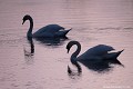 <br><br>Autre nom français du Cygne tuberculé : Cygne muet
<br>Nom anglais : Mute Swan
<br>Couple
<br><br>Depuis 2008, le Cygne tuberculé est inscrit (<font color= "#778899">NA</font color= "#778899">) sur la<a target="_blank" href="http://inpn.mnhn.fr/espece/listerouge/FR/Oiseaux_nicheurs_metropole"><font color="red"> Liste rouge</font> des oiseaux nicheurs de France métropolitaine</a target="_blank" href="http://inpn.mnhn.fr/espece/listerouge/FR/Oiseaux_nicheurs_metropole"> et (<font color="#33FF33">LC</font color="#33FF33">) sur la<a target="_blank" href="http://inpn.mnhn.fr/espece/listerouge/W"> <font color="red">Liste rouge</font> mondiale de l'UICN </a target="_blank" href="http://inpn.mnhn.fr/espece/listerouge/W">(Union Internationale pour la Conservation de la Nature) revue en 2011.
<br><br>Le Cygne tuberculé est protégé de portée :
<br><li><b>Communautaire</b> :<a target="_blank" href="http://eur-lex.europa.eu/LexUriServ/LexUriServ.do?uri=OJ:L:1979:103:0001:005:FR:HTML"><u> Directive Oiseaux : Annexe II/2</u></a target="_blank" href="http://eur-lex.europa.eu/LexUriServ/LexUriServ.do?uri=OJ:L:1979:103:0001:005:FR:HTML">
<br><li><b>Internationale</b> :<a target="_blank" href="http://conventions.coe.int/Treaty/fr/Treaties/Html/104.htm"> <u>Convention de Berne : Annexe III</u></a target="_blank" href="http://conventions.coe.int/Treaty/fr/Treaties/Html/104.htm">, <u> <a target="_blank" href="http://www.cms.int/documents/convtxt/cms_convtxt_french.pdf">Convention de Bonn : Annexe II </u></a target="_blank" href="http://www.cms.int/documents/convtxt/cms_convtxt_french.pdf"> et<a target="_blank" href="http://www.unep-aewa.org/documents/index.htm"> <u>Accord AEWA [1999]</u></a target="_blank" href="http://www.unep-aewa.org/documents/index.htm">
<br><li><b>Internationale</b> : <a target="_blank" href="http://legifrance.gouv.fr/affichTexte.do?cidTexte=JORFTEXT000021384277"><u>Oiseaux protégés - Article 3</u></a target="_blank" href="http://legifrance.gouv.fr/affichTexte.do?cidTexte=JORFTEXT000021384277">
<br><br>Photo réalisée en France, dans l'Allier (Auvergne)
<br><br> Cygne tuberculé
Cygne muet
Cygnus olor 
Mute Swan
Couple
oiseaux
nicheurs
protégé
France
Liste rouge 