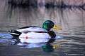 <br> <br>Nom anglais : Mallard ou Wild duck 
<br>Canard mallard au Canada ou Canard français en français cadien
<br>Mâle
<br><br>- Depuis 2008, le Colvert est inscrit (<font color="#33FF33">LC</font color="#33FF33">) sur la<a target="_blank" href="http://inpn.mnhn.fr/espece/listerouge/FR/Oiseaux_nicheurs_metropole"><font color="red"> Liste rouge</font> des oiseaux nicheurs de France métropolitaine</a target="_blank" href="http://inpn.mnhn.fr/espece/listerouge/FR/Oiseaux_nicheurs_metropole"> et 
 sur la<a target="_blank" href="http://inpn.mnhn.fr/espece/listerouge/W"> <font color="red">Liste rouge</font> mondiale de l'UICN </a target="_blank" href="http://inpn.mnhn.fr/espece/listerouge/W"><font color="#1c1c1e">..</font color="#1c1c1e">(Union Internationale pour la Conservation de la Nature) revue en 2011.
<br>- Depuis 2011, il est inscrit (<font color="#33FF33">LC</font color="#33FF33">) sur la<a target="_blank" href="http://inpn.mnhn.fr/espece/listerouge/FR/Oiseaux_non_nicheurs_metropole_hivernant"> <font color="red">Liste rouge</font> des oiseaux non nicheurs de France métropolitaine (hivernants) </a target="_blank" href="http://inpn.mnhn.fr/espece/listerouge/FR/Oiseaux_non_nicheurs_metropole_hivernant">
<br><br>Le Colvert est protégé de portée :
<br><li><b>Communautaire</b> : <a target="_blank" href="http://eur-lex.europa.eu/LexUriServ/LexUriServ.do?uri=OJ:L:1979:103:0001:005:FR:HTML"><u>Directive Oiseaux : Annexes III/1 et II/1</u><a target="_blank" href="http://eur-lex.europa.eu/LexUriServ/LexUriServ.do?uri=OJ:L:1979:103:0001:005:FR:HTML">
<br><li><b>Internationale</b> : <a target="_blank" href="http://conventions.coe.int/Treaty/fr/Treaties/Html/104.htm"><u>Convention de Berne : Annexe III</u></a target="_blank" href="http://conventions.coe.int/Treaty/fr/Treaties/Html/104.htm">,  <a target="_blank" href="http://www.cms.int/documents/convtxt/cms_convtxt_french.pdf"><u>Convention de Bonn : Annexe II</u></a target="_blank" href="http://www.cms.int/documents/convtxt/cms_convtxt_french.pdf"> et <a target="_blank" href="http://www.unep-aewa.org/documents/index.htm"><u>Accord AEWA [1999]</u></a target="_blank" href="http://www.unep-aewa.org/documents/index.htm">
<br><br>Photo réalisée en France, dans l'Allier (Auvergne)
<br><br> Canard colvert
Anas platyrhynchos
Mallard
Canard mallard 
Mâle
protégé
oiseaux
nicheurs
France
Liste rouge 