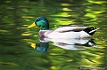 <br> <br>Nom anglais : Mallard ou Wild duck 
<br>Canard mallard au Canada ou Canard français en français cadien
<br>Mâle
<br><br>- Depuis 2008, le Colvert est inscrit (<font color="#33FF33">LC</font color="#33FF33">) sur la<a target="_blank" href="http://inpn.mnhn.fr/espece/listerouge/FR/Oiseaux_nicheurs_metropole"><font color="red"> Liste rouge</font> des oiseaux nicheurs de France métropolitaine</a target="_blank" href="http://inpn.mnhn.fr/espece/listerouge/FR/Oiseaux_nicheurs_metropole"> et 
 sur la<a target="_blank" href="http://inpn.mnhn.fr/espece/listerouge/W"> <font color="red">Liste rouge</font> mondiale de l'UICN </a target="_blank" href="http://inpn.mnhn.fr/espece/listerouge/W"><font color="#1c1c1e">..</font color="#1c1c1e">(Union Internationale pour la Conservation de la Nature) revue en 2011.
<br>- Depuis 2011, il est inscrit (<font color="#33FF33">LC</font color="#33FF33">) sur la<a target="_blank" href="http://inpn.mnhn.fr/espece/listerouge/FR/Oiseaux_non_nicheurs_metropole_hivernant"> <font color="red">Liste rouge</font> des oiseaux non nicheurs de France métropolitaine (hivernants) </a target="_blank" href="http://inpn.mnhn.fr/espece/listerouge/FR/Oiseaux_non_nicheurs_metropole_hivernant">
<br><br>Le Colvert est protégé de portée :
<br><li><b>Communautaire</b> : <a target="_blank" href="http://eur-lex.europa.eu/LexUriServ/LexUriServ.do?uri=OJ:L:1979:103:0001:005:FR:HTML"><u>Directive Oiseaux : Annexes III/1 et II/1</u><a target="_blank" href="http://eur-lex.europa.eu/LexUriServ/LexUriServ.do?uri=OJ:L:1979:103:0001:005:FR:HTML">
<br><li><b>Internationale</b> : <a target="_blank" href="http://conventions.coe.int/Treaty/fr/Treaties/Html/104.htm"><u>Convention de Berne : Annexe III</u></a target="_blank" href="http://conventions.coe.int/Treaty/fr/Treaties/Html/104.htm">,  <a target="_blank" href="http://www.cms.int/documents/convtxt/cms_convtxt_french.pdf"><u>Convention de Bonn : Annexe II</u></a target="_blank" href="http://www.cms.int/documents/convtxt/cms_convtxt_french.pdf"> et <a target="_blank" href="http://www.unep-aewa.org/documents/index.htm"><u>Accord AEWA [1999]</u></a target="_blank" href="http://www.unep-aewa.org/documents/index.htm">
<br><br>Photo réalisée en France, dans l'Allier (Auvergne)
<br><br> Canard colvert
Anas platyrhynchos
Mallard
Canard mallard 
Mâle
protégé
oiseaux
nicheurs
France
Liste rouge 
